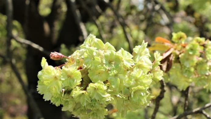 東山植物園　御衣黄桜の色変わり＆つつじが丘