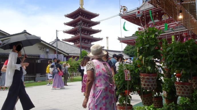 浅草の夏の風物詩である四万六千日(ほおずき市)!2024年、終了致しました。