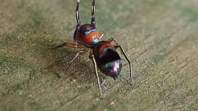 専門家も知らない世界:カラオビハエトリの一種