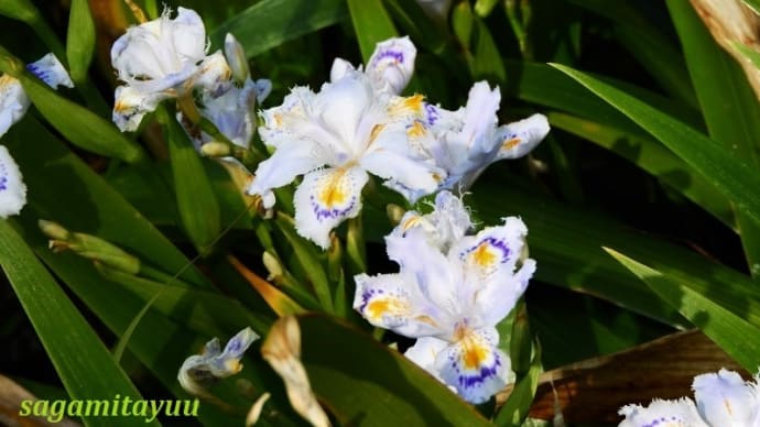 「相模原麻溝公園」では胡蝶花と呼ばれる「シャガ」の花が！！