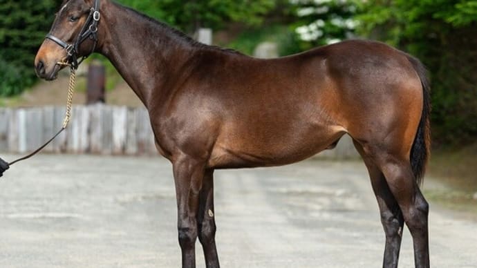 2025年2歳馬募集馬・注目馬は!?(3)~エンパイアブルー’23
