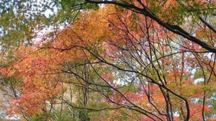 法界院~2024年11月24日