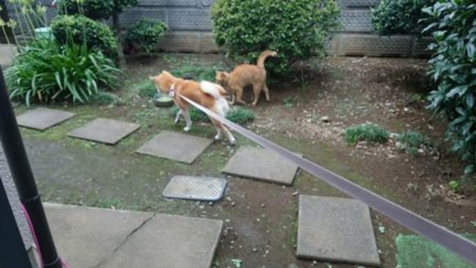散歩の帰りを待ってたミーちゃん