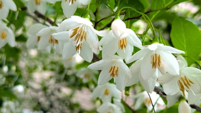 白い花々