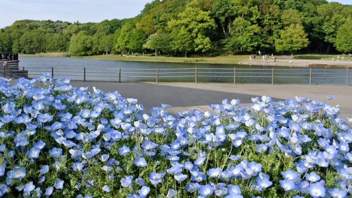 松戸市、  『  21世紀の森と広場  』  は花盛り。