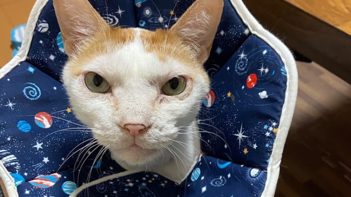 猫のいる生活 完結その2