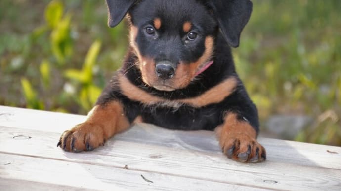 売れ残った犬や猫たちはどうなるのか