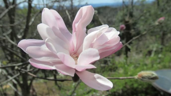 春の花木の花色とノラの自粛期間