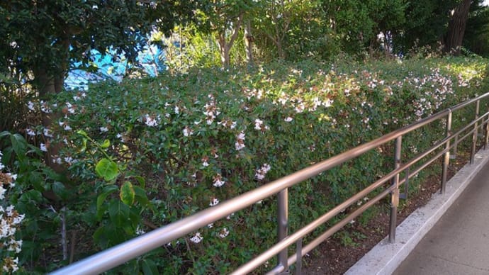 ハナツクバネウツギ〜アベリア生け垣の花