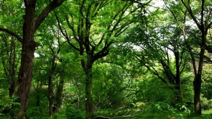 2025年 5月 4日(日)の「小石川植物園」(2)