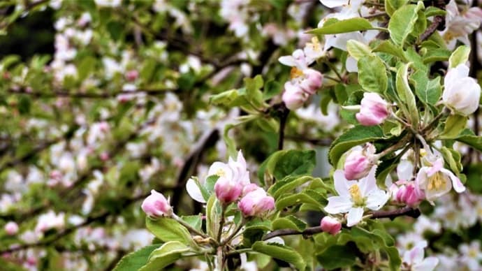 2023・4・30 飯綱町はリンゴの花が満開