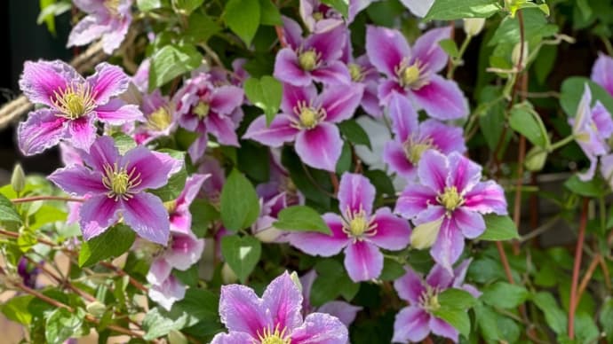 パテンス系クレマチスの花後剪定と植え替え〜強剪定し株の若返りをはかる&鉢のサイズを変えずに土を入れ替える植え替え方法〜