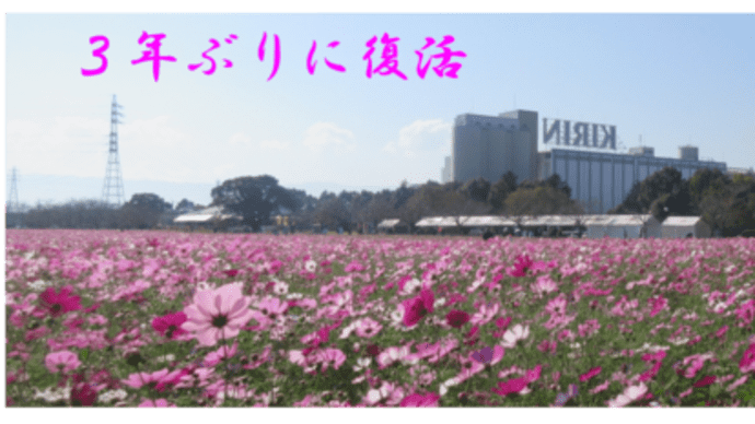 「キリンコスモスフェスタ2022」@三年ぶりの開催です!いつのながら見ごたえ十分ですね(^^♪