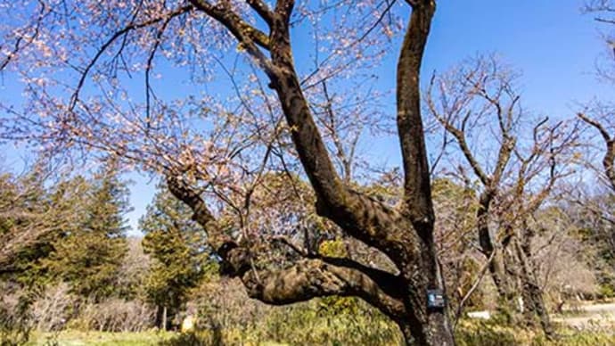 神代植物公園のさくら　２