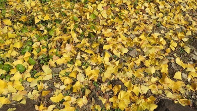 黒尊渓谷の紅葉と森のコテージ