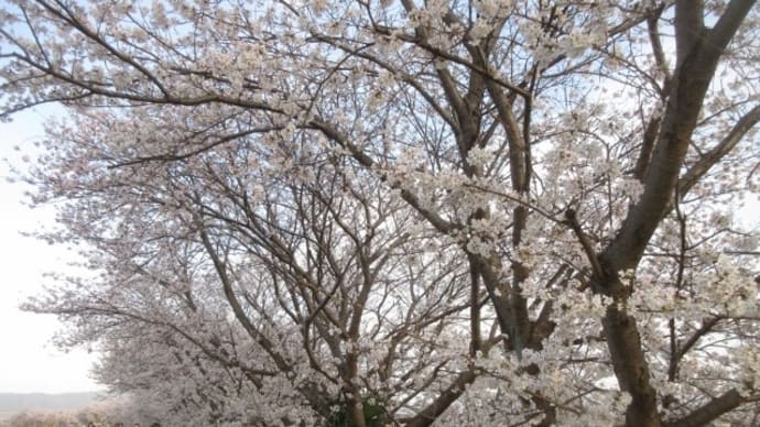 2023/03/29 【さといも】の収穫、定植