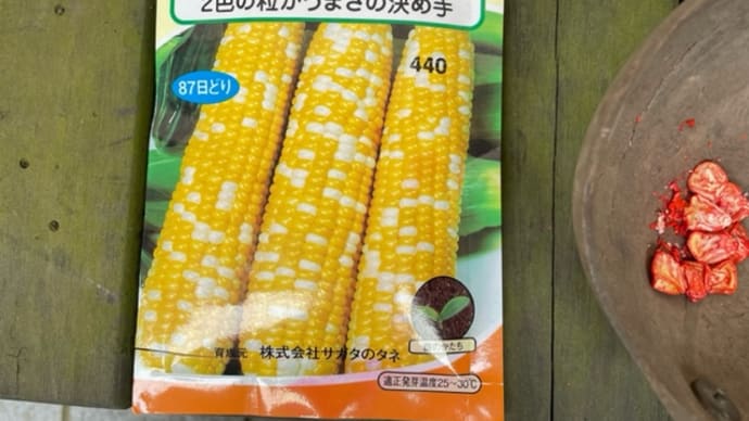 コーンを播種しました(^^)/ (6月6日)