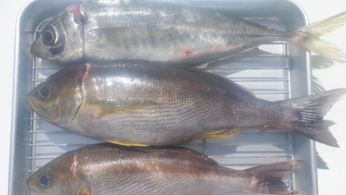 釣魚下処理 今回もイサキとアジ