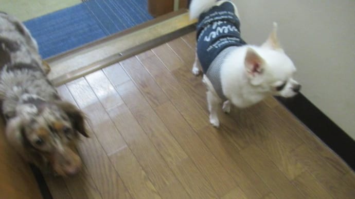 21/10/07 犬の幼稚園BuddyDog