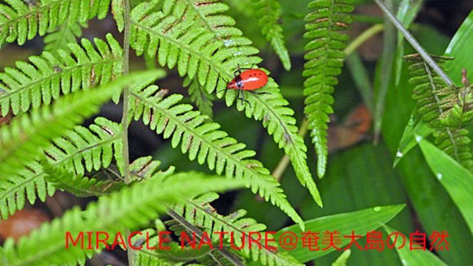 ベニツチカメムシ幼虫
