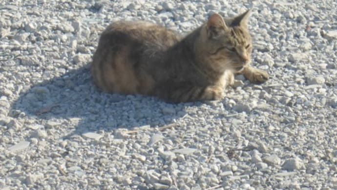 🐈見覚えのある顔…多摩川猫シリーズ
