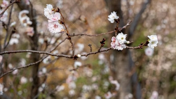隣接市森の公園 そのニ
