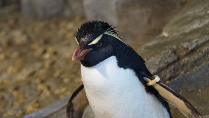 ペンペンを思い出させる ペンギン さん 海遊館にて(*^^*)