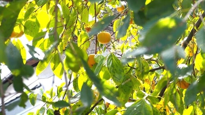 最高気温22℃、明日はもっと低いそうで、