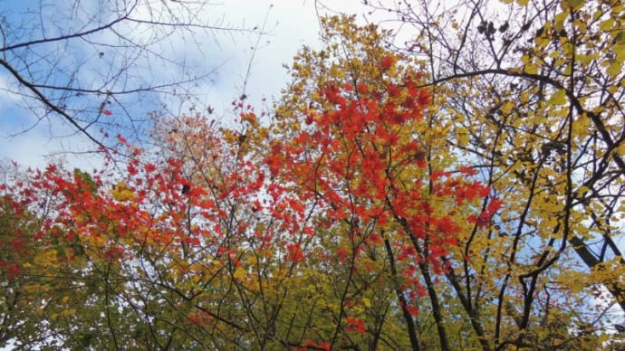 山王の森へ行く