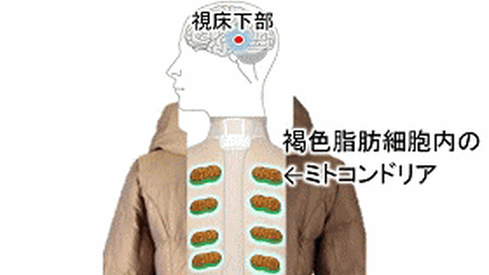 「健康痩せ」ミトコンドリアダイエットで、きれいに痩せられる?