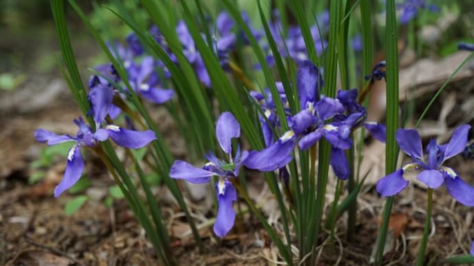 春の花:愛媛菖蒲