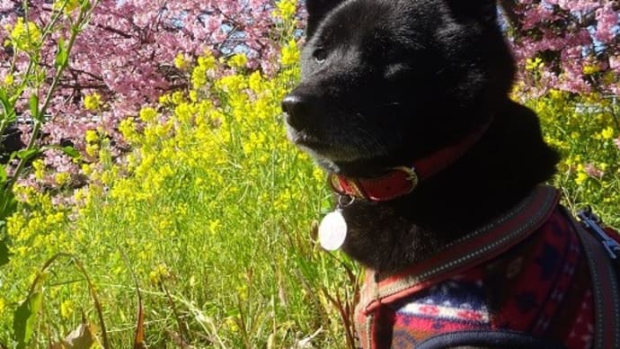 甲斐さんぽ みなみの桜2023