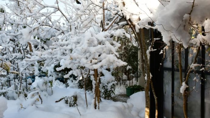 10年ぶりの豪雪に耐えて咲く