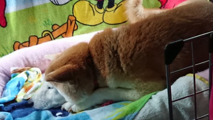 赤松林散歩 190821