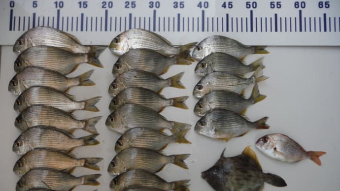 2019.10.20 浜名湖船ヘダイ釣り 孫達と 大漁!