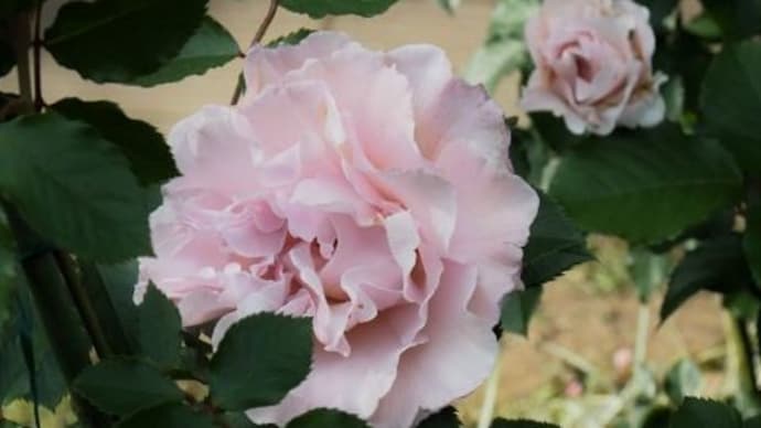 薔薇 徐々に開花