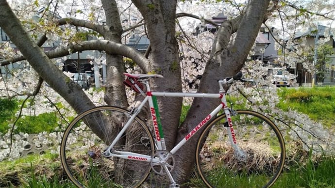 自転車でお花見