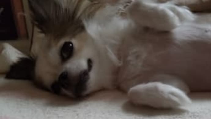 可愛いちゃん♪