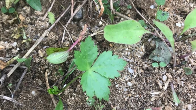 ミツバの定植ときゅうりの様子①