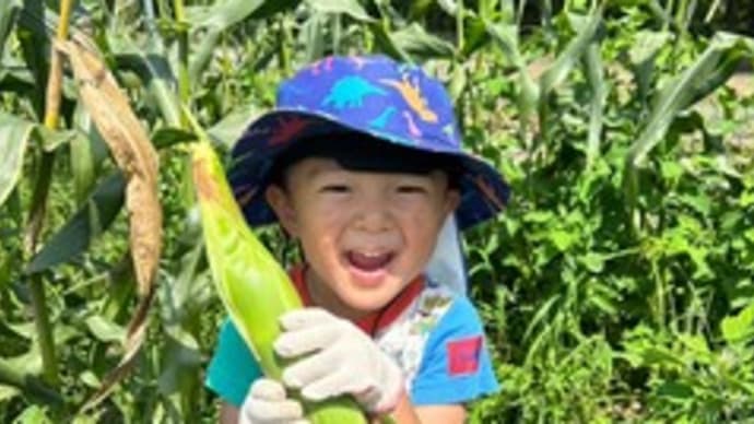 上半期最後のトウモロコシ狩り!! & じゃがいも掘り