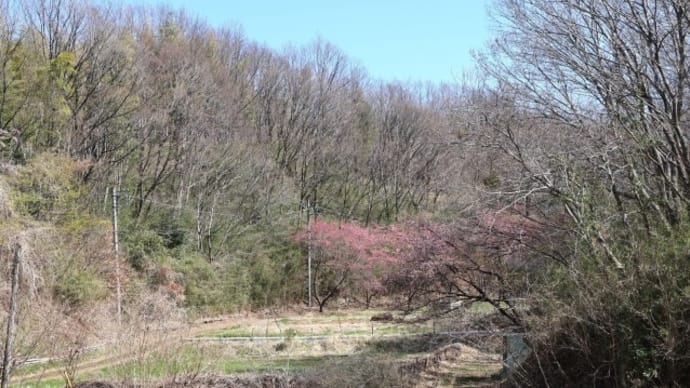 早春の 寺家ふるさと村と周辺 2025.03.21