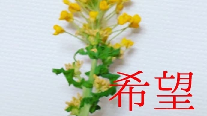 桜🌸開花予想✨💯❤️