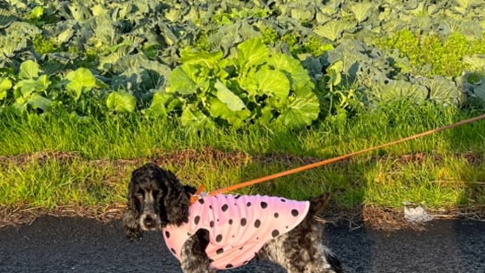 今年最後の散歩・・・ベス🐕‍🦺お付き合いありがとう