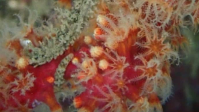 石橋最新生物事情