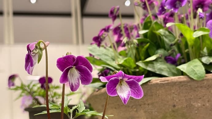 2025.4.5 神代植物公園 春の花