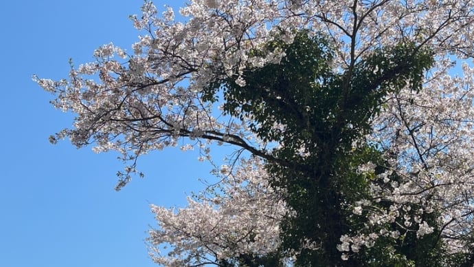 桜満開