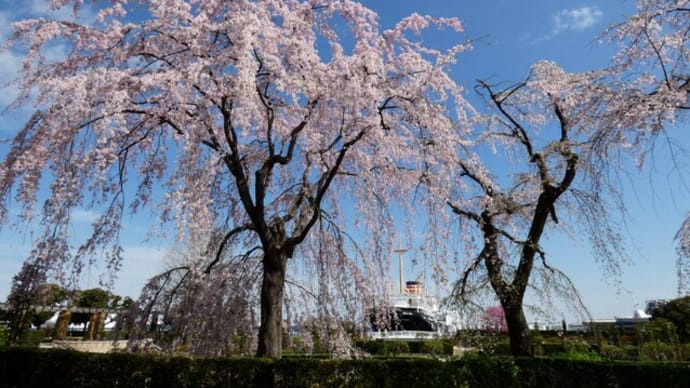 ・ 山下公園　しだれ桜 満開です　　　（2022/03/28）　　　