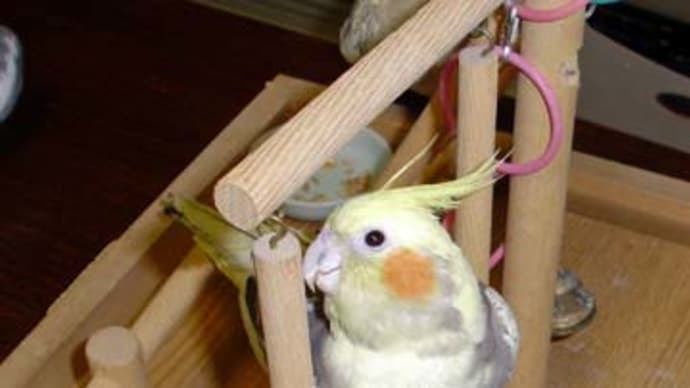 文鳥様と私23,24