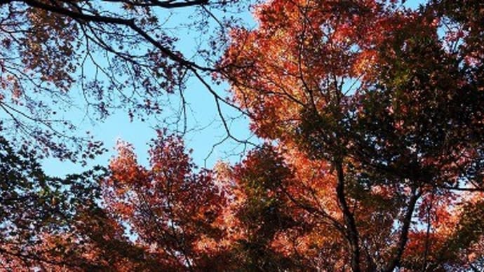 中間平緑地公園へも
