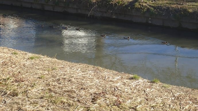 ヒドリガモ群れ集まりてさらに群れ/ネコも気にして川見て座る(新河岸川・弁天橋近く)